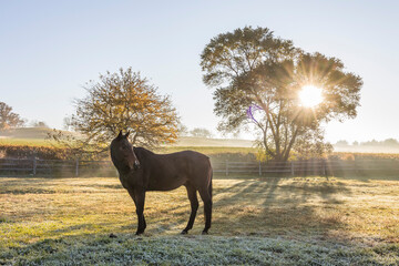 A bay Thoroughbred in a pasture on a frosty morning with a sunburst in a tree. - obrazy, fototapety, plakaty