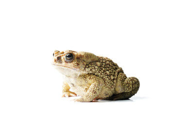toad isolated on white,