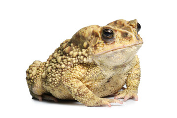 toad isolated on white.