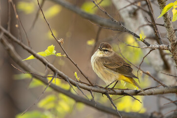 A palm warbler (Setophaga palmarum), a tiny brown bird, fluffs up its feathers in Sarasota, Florida