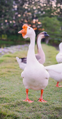 Group of geese in nature eating grass and goose's food on ground. Lively white cute big fowl on green grass near pond in nature.