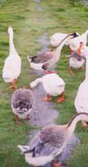 Group of geese in nature eating grass and goose's food on ground. Lively white cute big fowl on green grass near pond in nature.