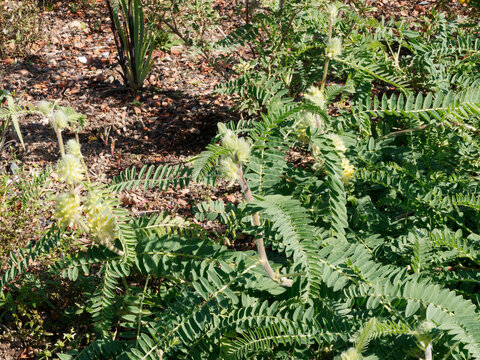 Astragalus glycyphyllos | R&eacute;glisse sauvage ou Astragale r&eacute;glisse &agrave; inflorescence en grappes ovo&icirc;des jaune verd&acirc;tre sur p&eacute;doncules au feuillage glabre, penn&eacute; &agrave; grandes folioles terminales ovales