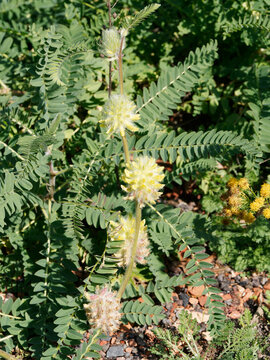 (Astragalus glycyphyllos) Astragale &agrave; feuilles de r&eacute;glisse sur tige rampantes &agrave; floraison jaune p&acirc;le dans un feuillage &agrave; folioles ovales