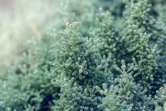 Evergreen shrub Santolina close-up. Santolina chamaecyparissus