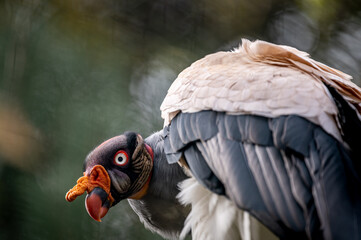 Portrait of bird. One king vulture. Sarcoramphus papa.