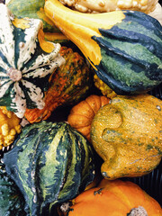 Shot of a different sort of pumpkin