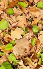 autumn leaves background