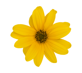 beautiful yellow flower for composition in spring