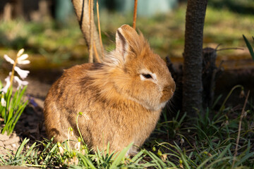 Hase in der Natur