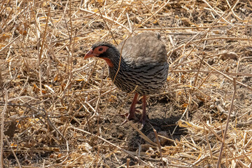 A Red Necked Spurfowl