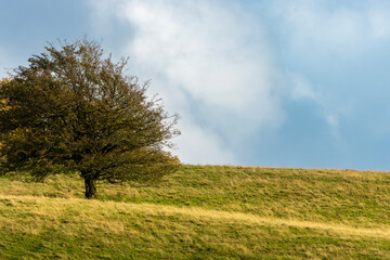 Fototapeta na wymiar Tree on a Welsh hill at the beginning of winter.