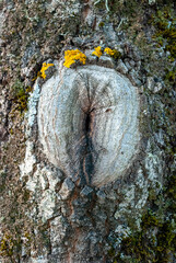 Close up tree bark background