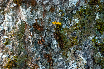 Close up tree bark background