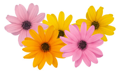 composition with colored flower for spring or background