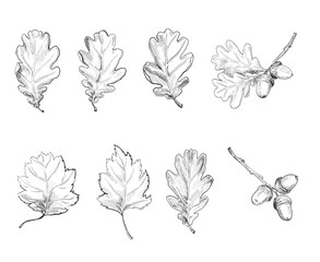 Oak leaves. Vintage hand drawn botanical vector illustration.