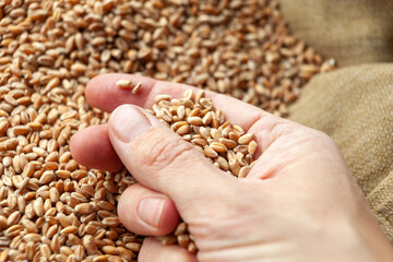 Wheat grains in hands of a farmer. Close up of grain for bread, global food crisis concept due to...
