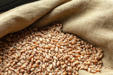Wheat grains. Close up of grain for bread, global food crisis concept due to Russia war against Ukraine. Food and Agriculture Organization