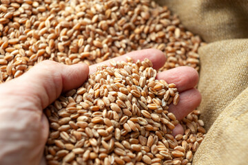 Wheat grains in hands of a farmer. Close up of grain for bread, global food crisis concept due to Russia war against Ukraine. Food and Agriculture Organization