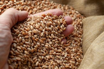 Wheat grains in hands of a farmer. Close up of grain for bread, global food crisis concept due to Russia war against Ukraine. Food and Agriculture Organization