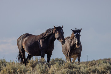 Wild Horses in the Wyoming Desert