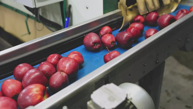 red apples on automatic sorting feed line with further packaging for sale
