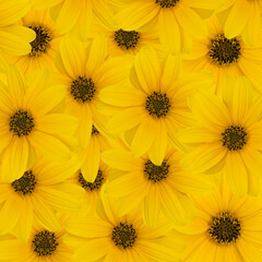 composition with colored flower for spring or background