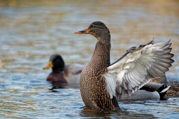 Group of mallard ducks swimming in the lake