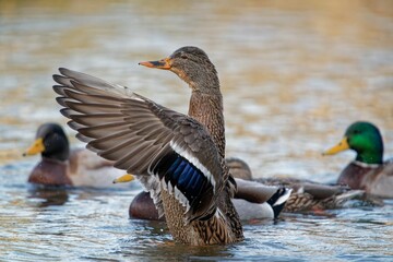 Group of mallard ducks swimming in the lake