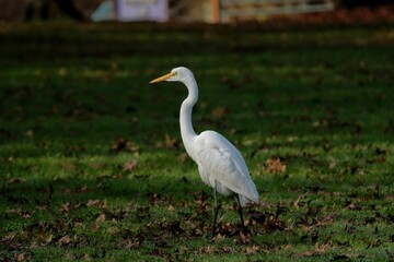 Adorable Eastern great egret wandering on green grass in the park
