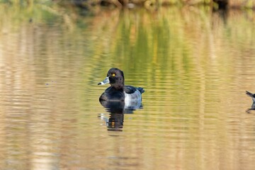 Shallow focus shot of adorable Ring-necked duck swimming in the lake