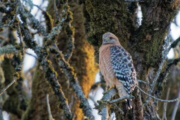 Adorable Hawk perched on tree branch