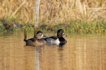 Shallow focus shot of two adorable Ring-necked ducks swimming in the lake