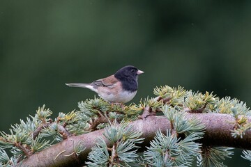 Shallow focus shot of adorable Dark-eyed junco perched on pine tree branch