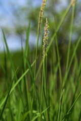 the weeds that thrive in the meadow