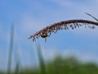 a bee perches on a wildflower
