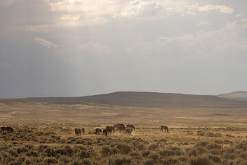 Fototapeta na wymiar Wild Horses in the Wyoming Desert
