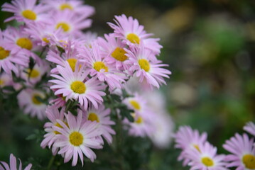 pink fluffy daisies, chrysanthemum flowers on a green background Beautiful pink chrysanthemums close-up in aster Astra tall perennial, new english texture gradient purple flower