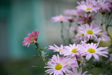 Fototapeta premium pink fluffy daisies, chrysanthemum flowers on a green background Beautiful pink chrysanthemums close-up in aster Astra tall perennial, new english texture gradient purple flower