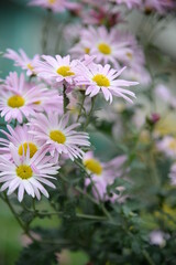 Fototapeta premium pink fluffy daisies, chrysanthemum flowers on a green background Beautiful pink chrysanthemums close-up in aster Astra tall perennial, new english texture gradient purple flower