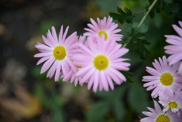 Obraz premium pink fluffy daisies, chrysanthemum flowers on a green background Beautiful pink chrysanthemums close-up in aster Astra tall perennial, new english texture gradient purple flower