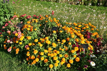 Massif de zinnias jaune en été