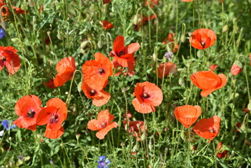 Coquelicots rouges au jardin au printemps