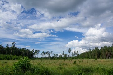 Scenic view of a forest with trees and green grass under a cloudy blue sky