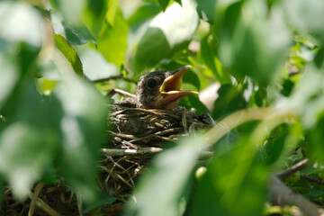newborn bird hatchling in the nest