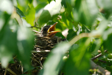 newborn bird hatchling in the nest