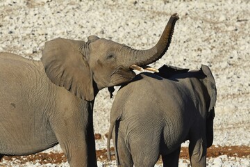 Afrikansche Elefanten am Wasserloch Olifantsrus im Etosha Nationalpark in Namibia. 