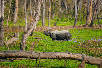 Rhino in chitwan national park nepal