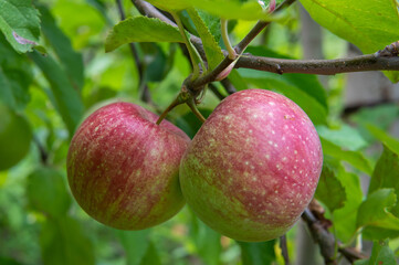 apple tree (Malus domestica 'Gala', Malus domestica Gala) - apples on a tree, Selective focus with shallow deph on field