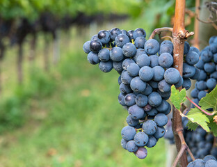Lagrein grape variety. Lagrein is a red wine grape variety native to the valleys of South Tyrol,...